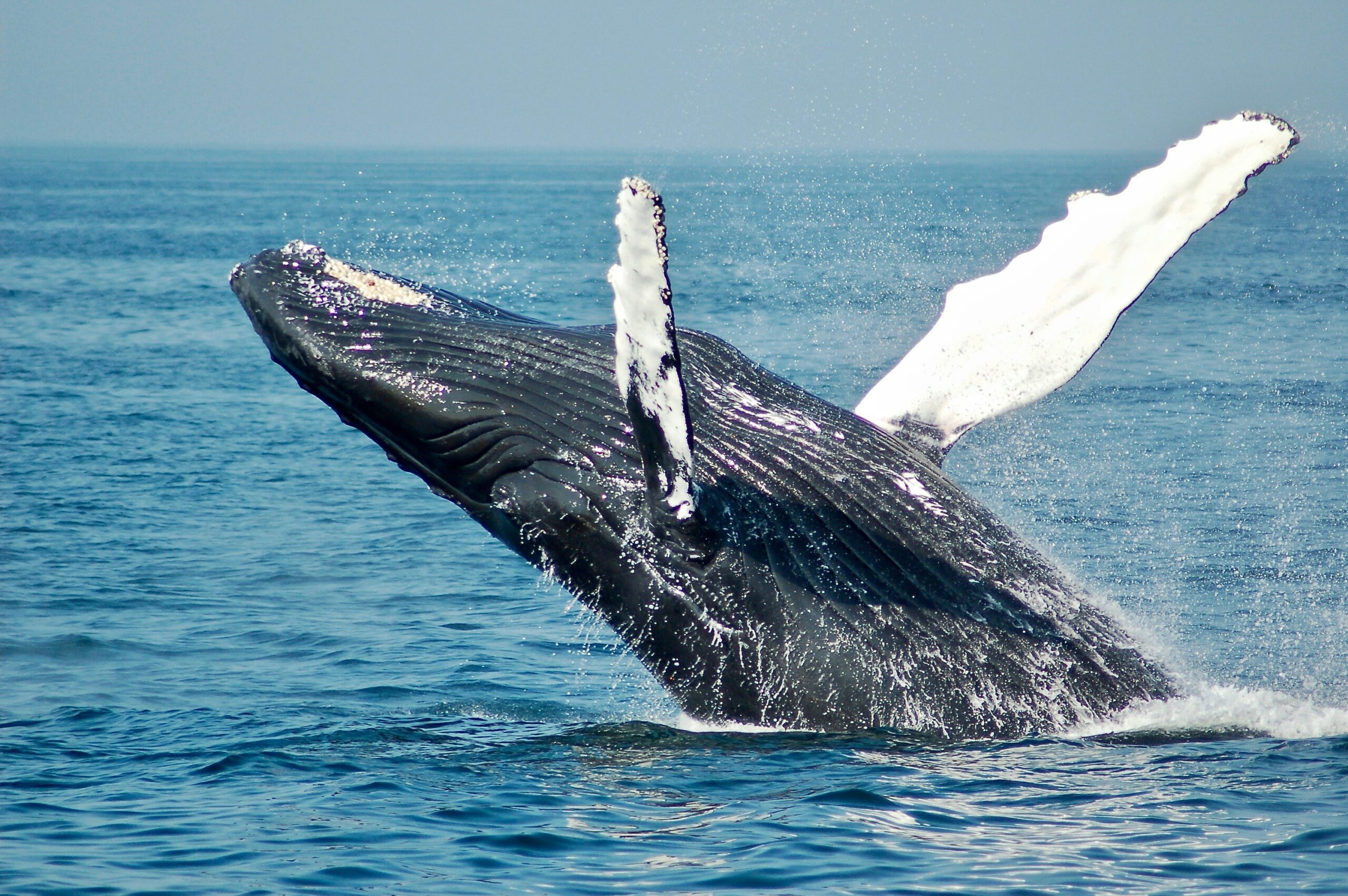 Key Update: NOAA Withdraws Vessel Speed Rule for Right Whales