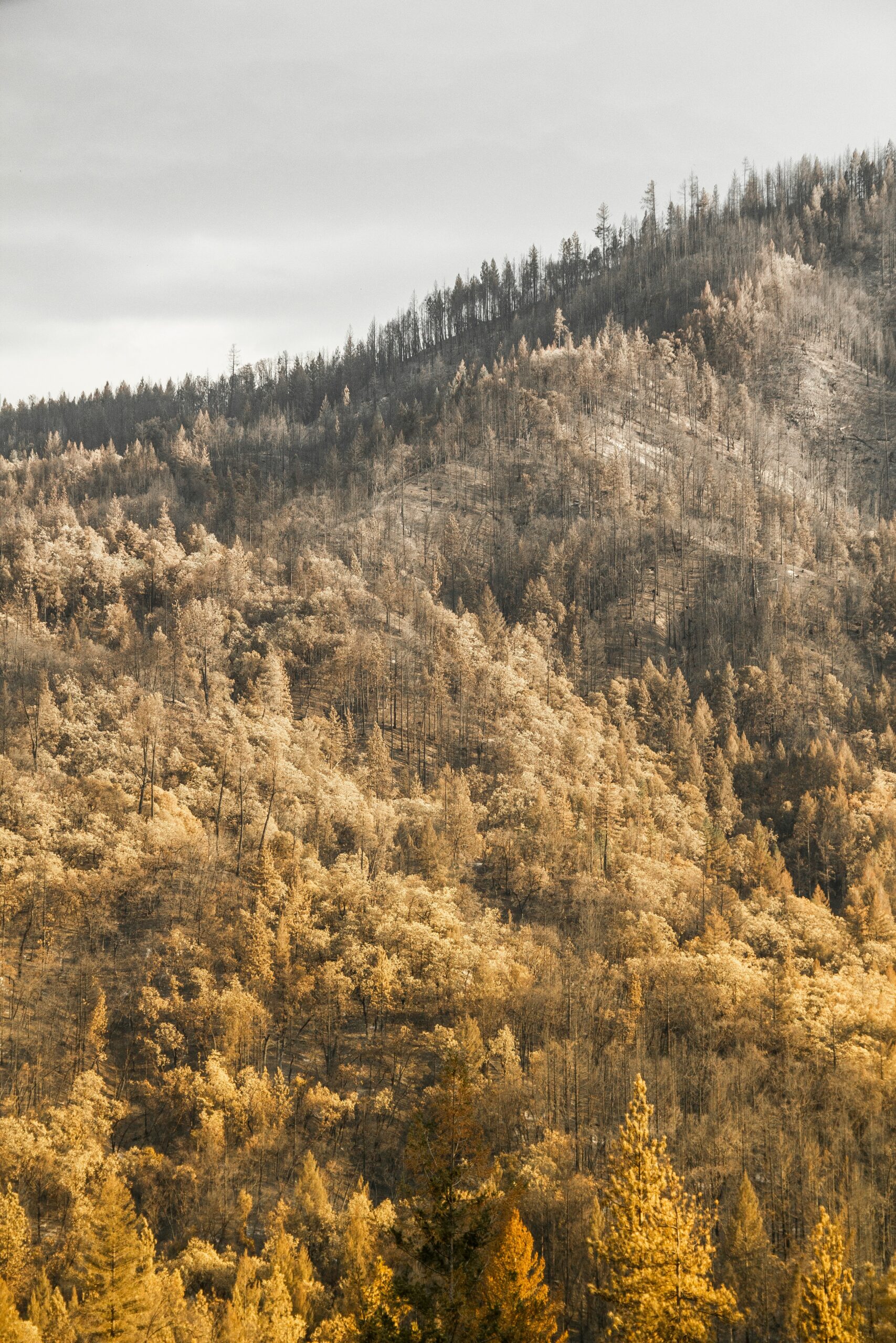 forest during day